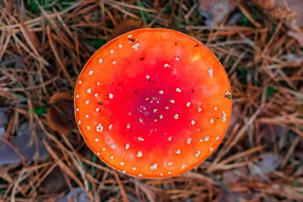 Amanita Muscaria Fungo Velenoso Rosso Nella Foresta Europea — Foto Stock