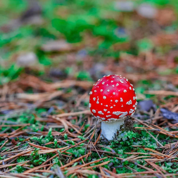 Amanita Muscaria Cogumelo Venenoso Vermelho Floresta Europeia — Fotografia de Stock