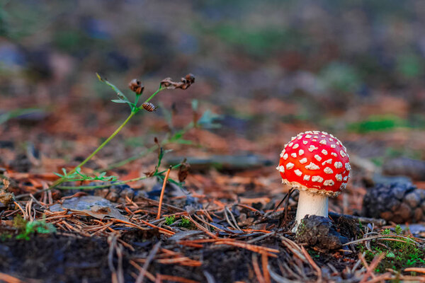 Amanita Muscaria. Red poisonous mushroom in European forest