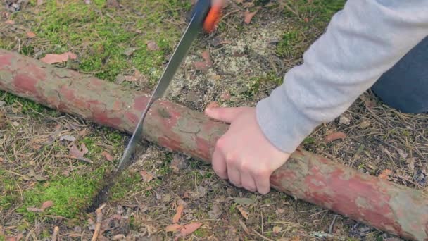 Turist kamp ateşi için ormandaki ağaçları kesiyor. — Stok video