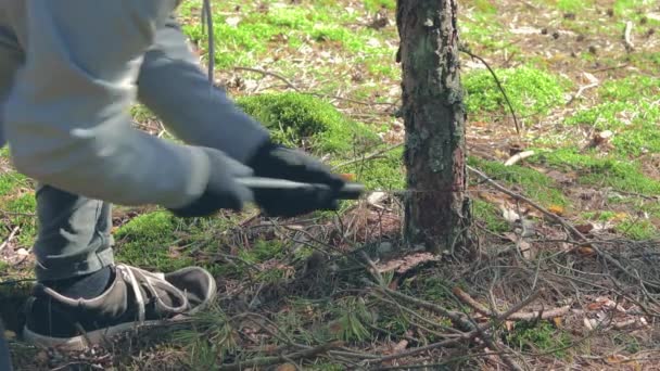 El turista es aserrar madera en el bosque para la fogata — Vídeos de Stock