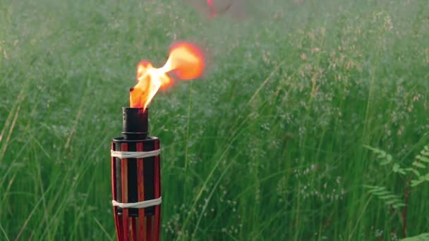 Olie Brandstof Bamboe Toorts Verbranden in het bos — Stockvideo