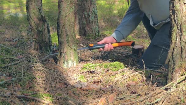 El turista es aserrar madera en el bosque para la fogata — Vídeo de stock