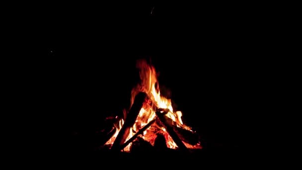 Night Forest Campfire op zwarte achtergrond — Stockvideo