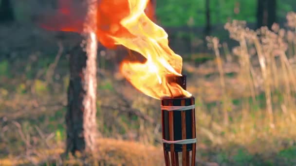 Queima de tocha de bambu de combustível líquido na floresta — Vídeo de Stock