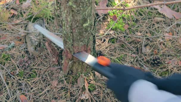 El turista es aserrar madera en el bosque para la fogata — Vídeo de stock
