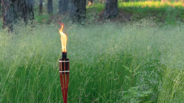 Oil Fuel Bamboo Torch Burning in the Forest — Stock Video