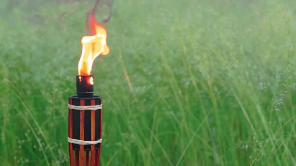 Combustible de aceite Antorcha de bambú Quema en el bosque — Vídeos de Stock