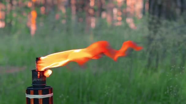 森の中で燃焼する液体燃料竹トーチ — ストック動画