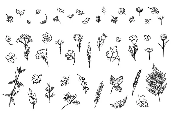 Grande Collection Fleurs Plantes Utilisé Pour Différents Types Conception Style — Image vectorielle