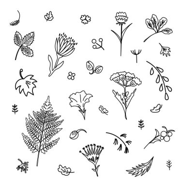 Çiçek ve bitki topluluğu. Tasarım çeşitli türleri için kullanılır. Doğrusal tarzı. Vektör çizim