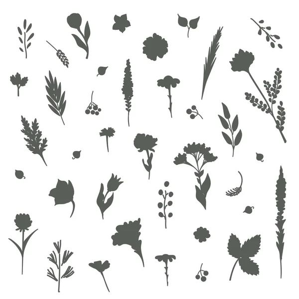 Collection Fleurs Plantes Utilisé Pour Différents Types Conception Illustration Vectorielle — Image vectorielle