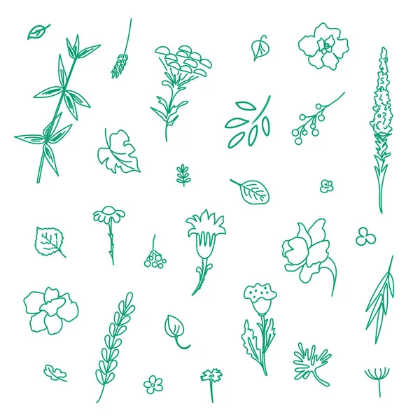 Virágok Növények Gyűjteménye Különböző Típusú Design Használt Lineáris Stílusa Vektoros — Stock Vector
