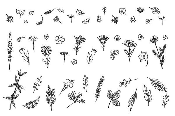 Grande Collection Fleurs Plantes Utilisé Pour Différents Types Conception Style — Image vectorielle