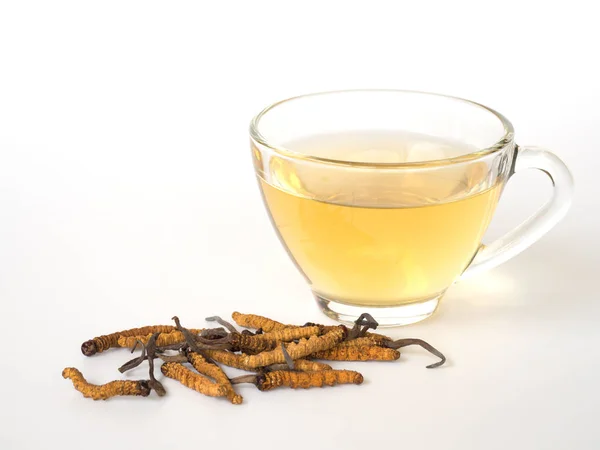 Seleccione Foco Champiñones Cordyceps Chong Cao Esta Una Hierbas Con — Foto de Stock