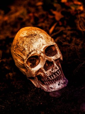 İnsan kafatası yan ağacının kökleri toprakta gömülü önünde. Kafatası ölüm ve Cadılar Bayramı skull.concept bağlı kir vardır