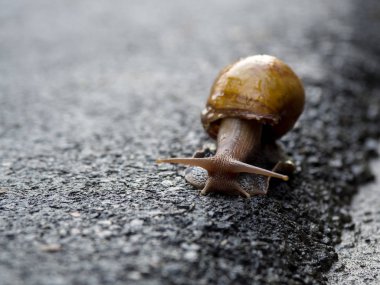 Asfalt yolda yürürken salyangoz. Metin için yer kopyalayın.