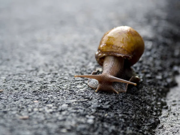 Asfalt yolda yürürken salyangoz. Metin için yer kopyalayın.