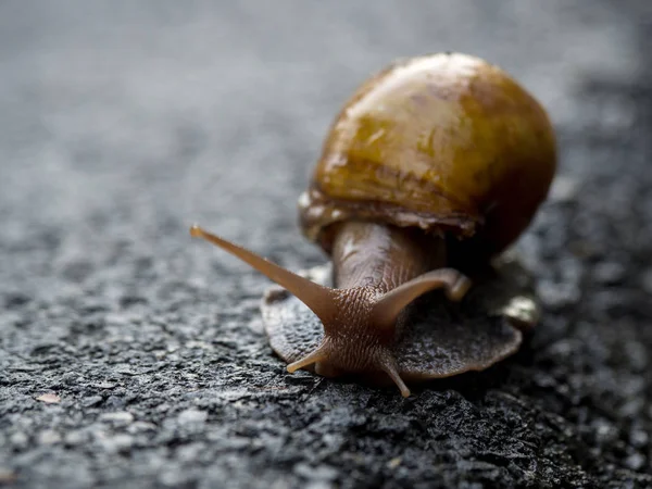 Asfalt yolda yürürken salyangoz. Metin için yer kopyalayın.
