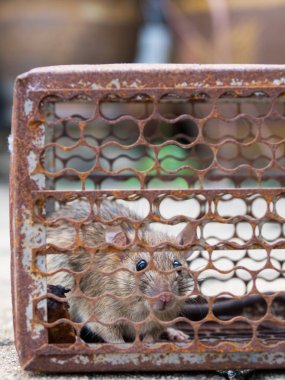 Bir kafes yakalanmasında fareydi. Sıçan bulaşıcı hastalık insanlara gibi Leptospirosis, veba hastalığı var. Ev ve konut fareler olmamalıdır. Evde beslenen hayvan kontrol. Hayvan bulaşıcı hastalıkları önlemek
