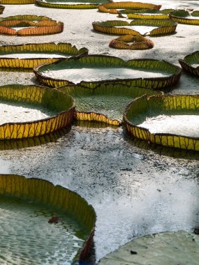 Birçok bataklıkta Victoria lotus yaprak yeşil.