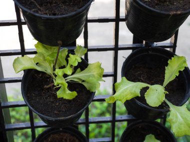 Evin kenarında yetiştirilen organik sebze. Kendi kendine yapılan sebze zehir yok olun. Ben sebze yetiştiriyor ve yemek.