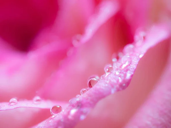 Soft Focus Sea Van Close Van Mooie Roze Bloem Achtergrond — Stockfoto