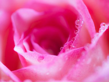 Güzel gül çiçek arka plan yakından yumuşak odak noktası. arka plan için pembe gül yaprakları dokular.