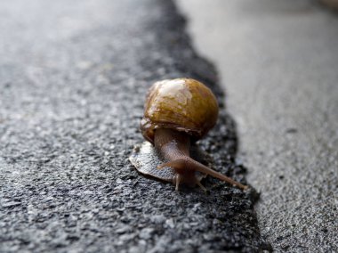 Asfalt yolda yürürken salyangoz. Metin için yer kopyalayın.