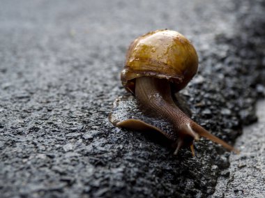 Asfalt yolda yürürken salyangoz. Metin için yer kopyalayın.