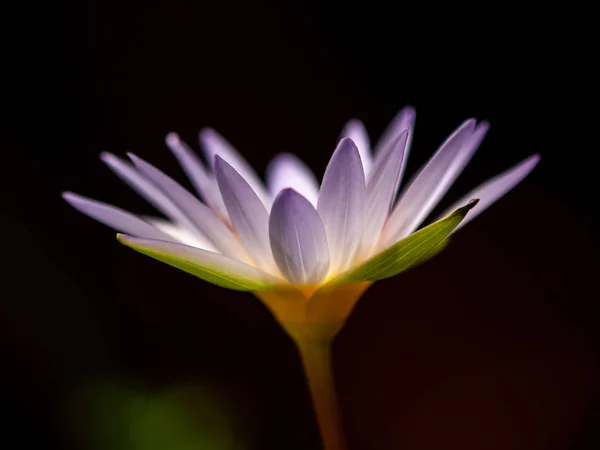 Lila Lotus Wasserblume Blüht Auf Schwarzem Hintergrund — Stockfoto