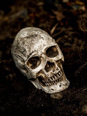 İnsan kafatası yan ağacının kökleri toprakta gömülü önünde. Kafatası ölüm ve Cadılar Bayramı skull.concept bağlı kir vardır