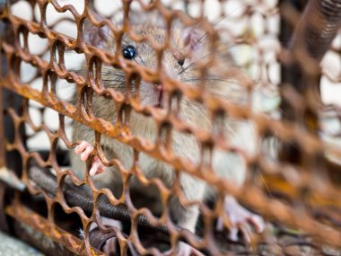 Bir kafes yakalanmasında fareydi. Sıçan bulaşıcı hastalık insanlara gibi Leptospirosis, veba hastalığı var. Ev ve konut fareler olmamalıdır. Evde beslenen hayvan kontrol. Hayvan bulaşıcı hastalıkları önlemek