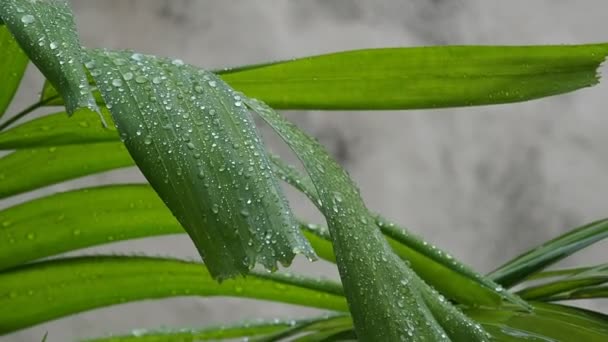 Rain Falling Green Leaves Leaves Moving Force Falling Rain — Stock Video