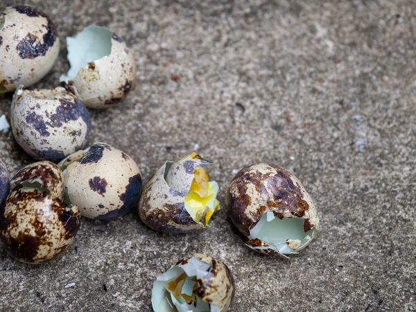 close up of quail eggs shell on the cement floor
