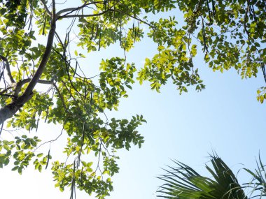 Karınca bakışı ağacı. Parlak gökyüzü ile büyük bir ağaç gölgesinde altında