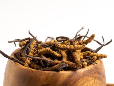 Cordycep yakın sinensis (Chong Cao) veya tahta üzerinde mantar cordyceps kase izole arka plan üzerinde. Hastalıkların tedavisinde tıbbi özellikleri. Ulusal Organik tıp.