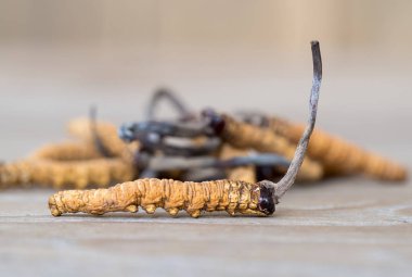 mantar cordyceps ya da tırtıl sinensis grup ahşap masa üzerinde otlar bu. Hastalıkların tedavisinde tıbbi özellikleri. Ulusal Organik tıp.