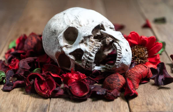 Przed Ludzką Czaszkę Czerwone Suszone Kwiaty Drewniane Background Concept Śmierci — Zdjęcie stockowe