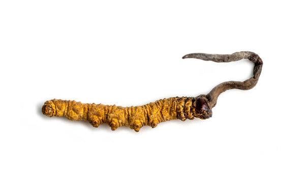 кордикулез (CHONG CAO, DONG CHONG XIA CAO) или кордикулез грибной - это трава на изолированном фоне. Лекарственные свойства при лечении заболеваний. Национальная органическая медицина
.