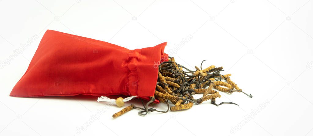 Closeup of Ophiocordyceps sinensis or mushroom cordyceps in red cloth bag on isolated background. Medicinal properties in the treatment of diseases. National organic medicine.