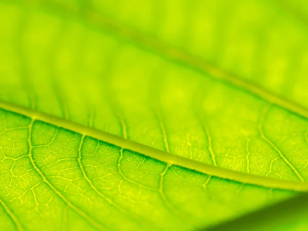 Seleccione Enfoque Textura Hoja Verde Macro Bleary Textura Las Hojas —  Fotos de Stock