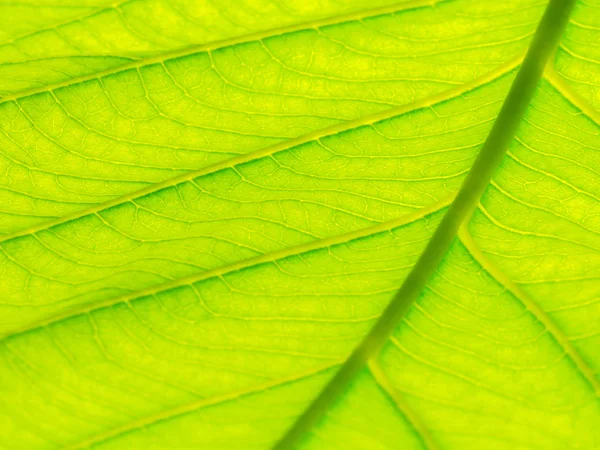 Επιλέξτε Την Εστίαση Της Μακροεντολής Υφή Πράσινο Φύλλο Και Θολά — Φωτογραφία Αρχείου