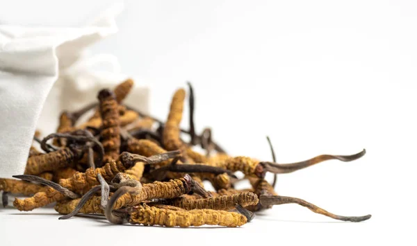 クローズ アップの Ophiocordyceps Sinensis または分離の背景に白い布の袋にキノコ冬虫夏草 病気の処置の薬効 有機薬の国立 — ストック写真