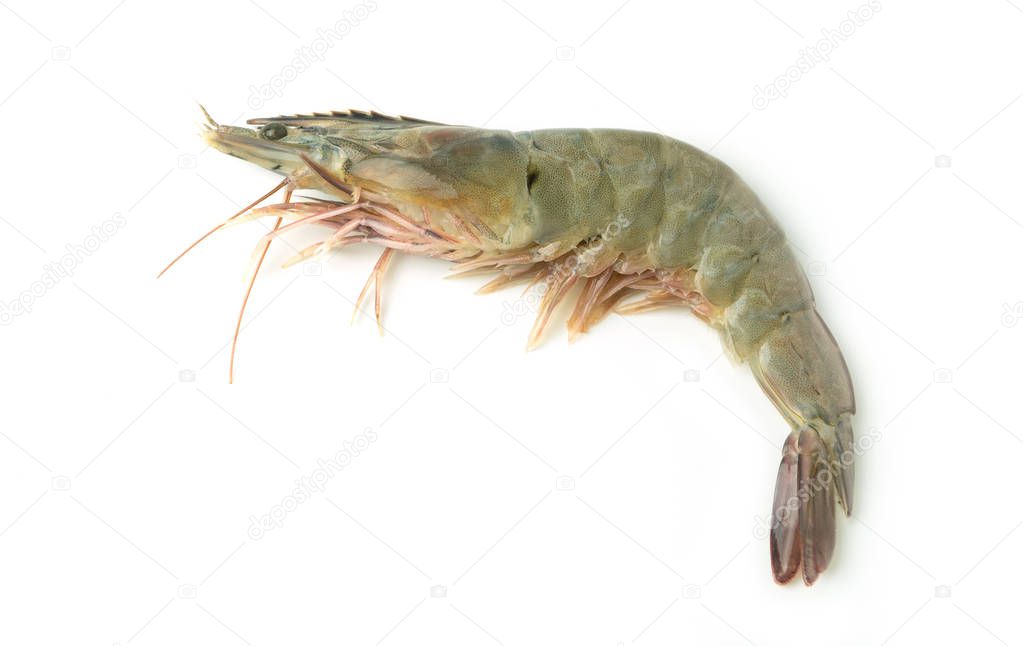 close up fresh raw pacific white shrimp on white background.