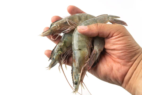 Hands Men Holding Group Fresh Raw Pacific White Shrimp White — Stock Photo, Image