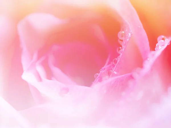 Soft focus of close up beautiful rose flower background. texture — Stock Photo, Image