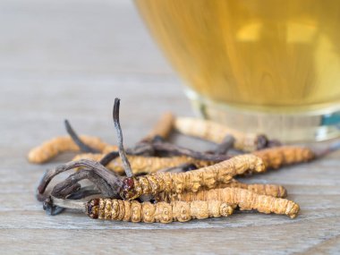 Mantar kordisepslerinin (CHONG CAO) odak noktasını seçin. Bu bir bitkidir. Bir bardak suyla, Ophiocordyceps sinensis özünden su ekle. Hastalıkların tedavisinde tıbbi özellikler.