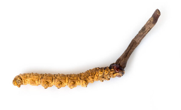 Ophiocordyceps sinensis (CHONG CAO, DONG CHONG XIA CAO) или грибной кордицепс это травы на изолированном фоне. Лекарственные свойства при лечении заболеваний. Национальная органическая медицина
.