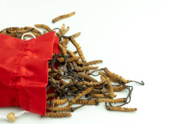 Tırtıl closeup sinensis veya mantar cordyceps izole arka plan üzerinde kırmızı bez torbada. Hastalıkların tedavisinde tıbbi özellikleri. Ulusal Organik tıp.
